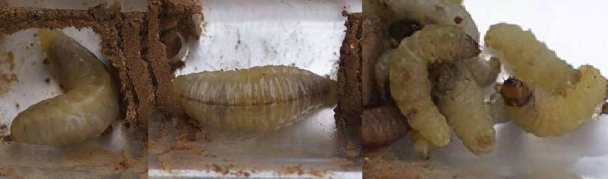 Foto di larvae... fra le foto